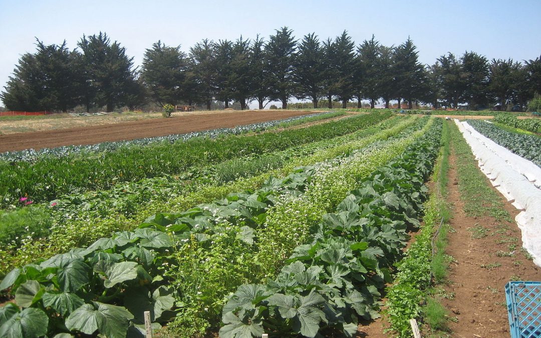 Farm to Hospital Bed using Healing Foods