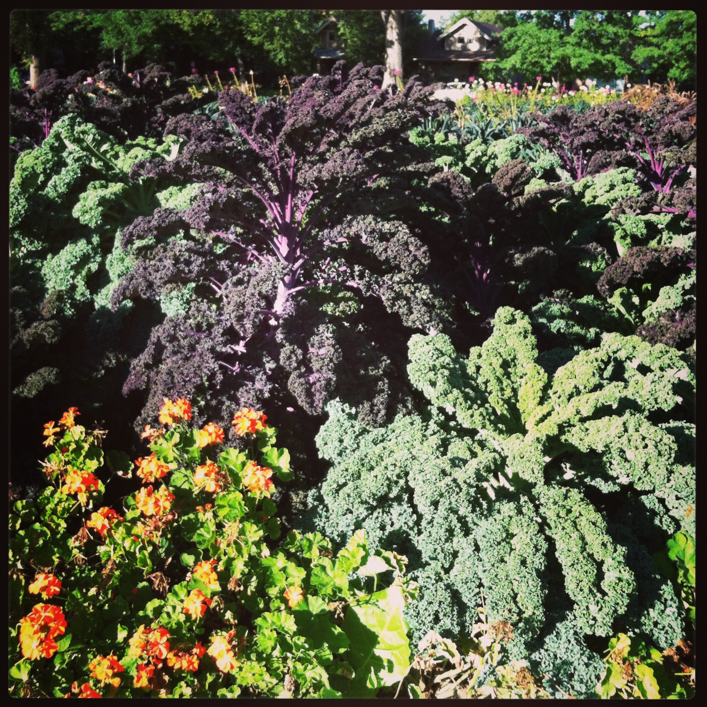 Recipe Contest Entry: Raw Kale & Brussels Sprout Salad