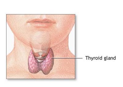 Paleo Diet and Hashimoto’s Thyroiditis