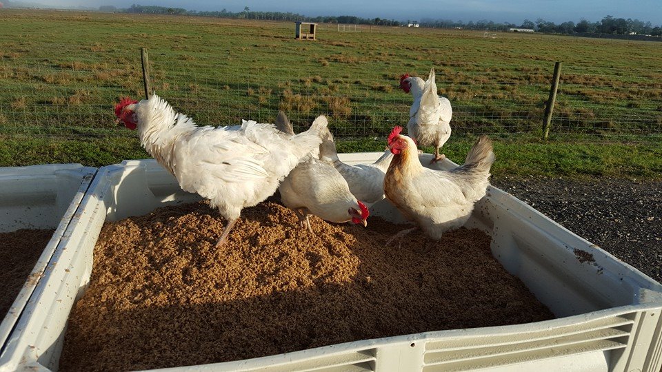 Real Chicken vs. “Chicken”