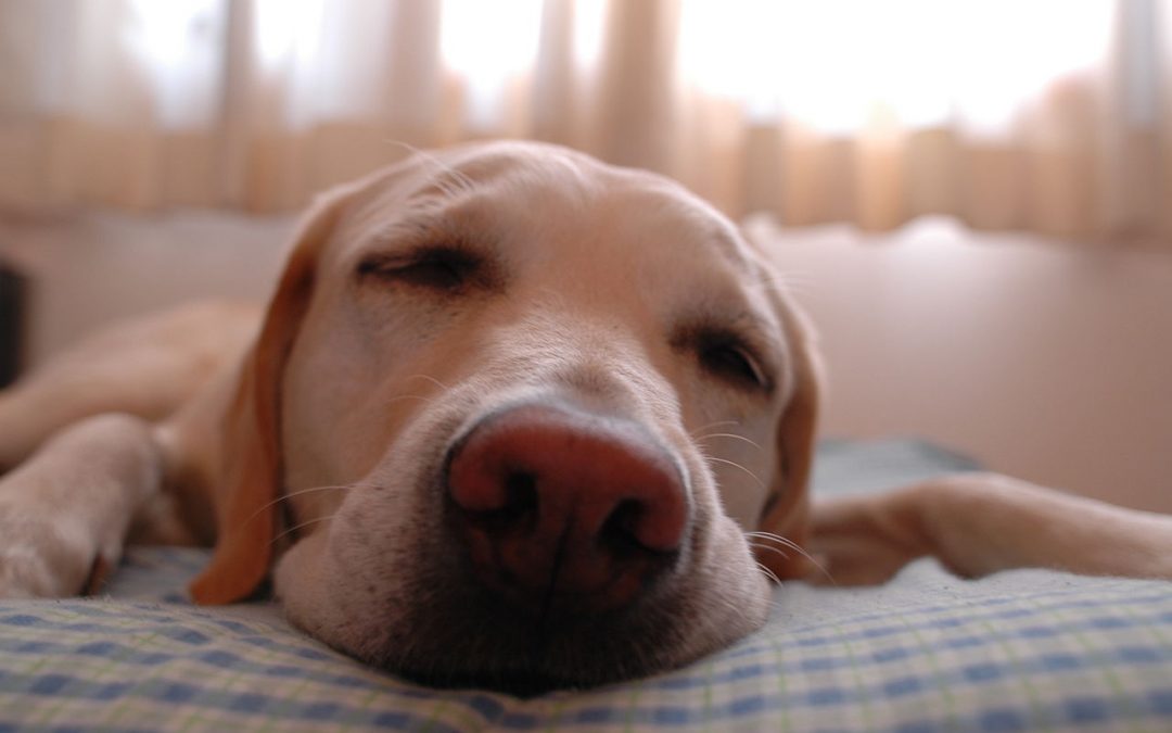 Eat to Sleep Smarter (even if you’re a mom)